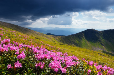 Flowering meadows in the mountains