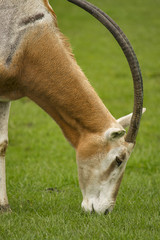 Oryx antelope