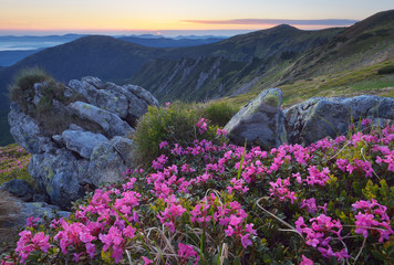 Fototapeta na wymiar Dawn with flowers in the mountains