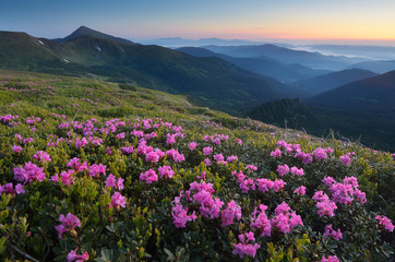 Fototapeta na wymiar Rhododendron blooming meadow in the mountains