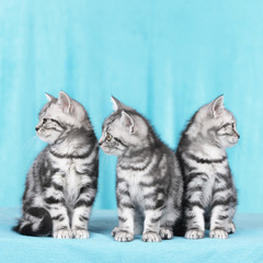 Fototapeta na wymiar Drei Britisch Kurzhaar Kätzchen 