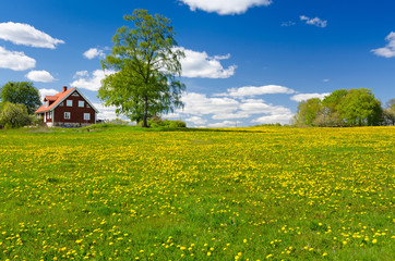 Swedish farm in May