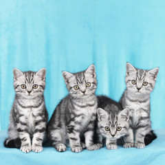 Vier Britisch Kurzhaar Katzen nebeneinander 