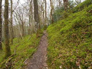 Fototapeta premium Pathway, Fairy Hill