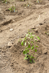 Tomaten Jungpflanzen im Folientunnel auspflanzen