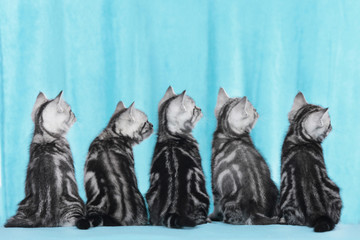 Fünf Kätzchen von hinten schauen seitlich © absolutimages