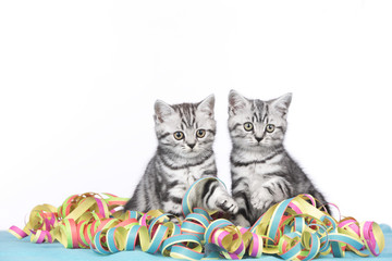 Zwei Kätzchen sitzen in bunten Luftschlangen