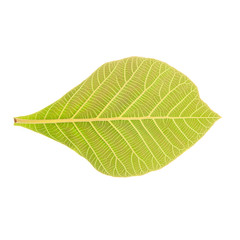 Teak Leaves Isolated