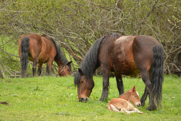 Fototapeta premium caballos y crias en un prado de hierba verde en verano