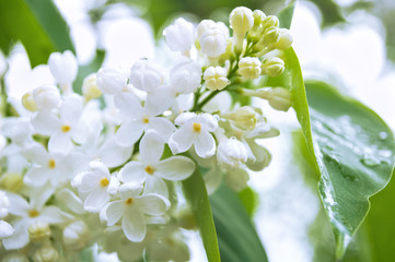 lilac flower