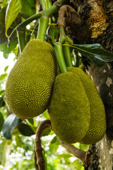 Jackfruit on the tree
