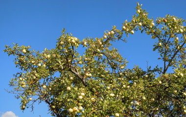Apple tree
