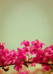 pink bougainvillea flower