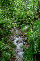 Obraz premium River through Rainforest