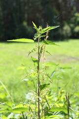 nettle