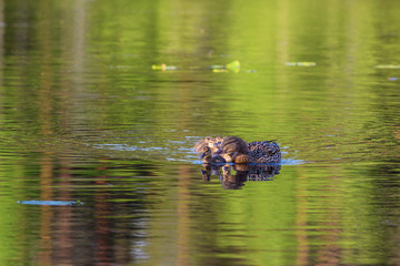 Mallard with ducklings