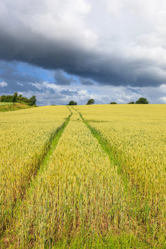 Rural landscape view