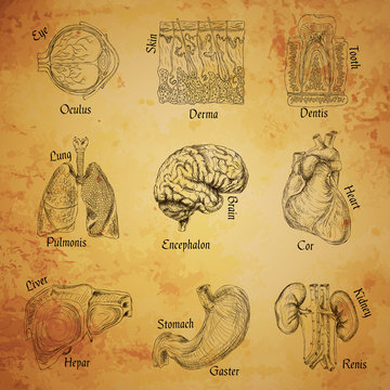 Human organs sketch