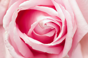 Macro shot of a beautiful pink rose flower