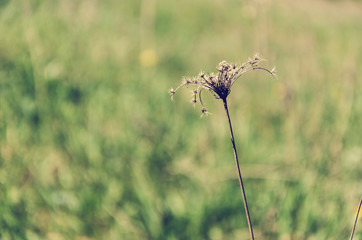 Dried flower with retro filter effect