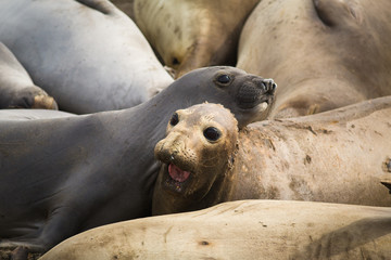 Fototapeta premium See-Elefanten am Strand