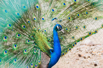 Naklejka premium Portret of beautiful peacock with bright turquoise feathers