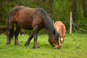 caballo y potro pastando en un prado de hierba verde en verano