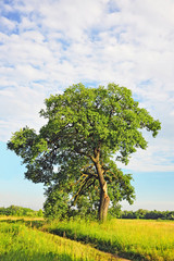 Obraz premium Tree, broken by lightning, after a hard storm