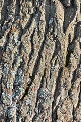 Texture shot of brown old tree bark