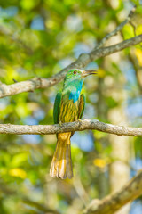 Portrait of Blue-bearded Bee-eater at Khao Yai National Park