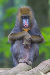 Naklejka premium Portrait of the adult mandrill