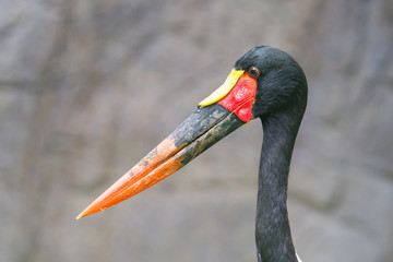 Saddle-billed stork. Latin name - Ephippiorhynchus senegalensis