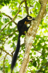 Black giant squirrel in nature at K.Y, National park,
