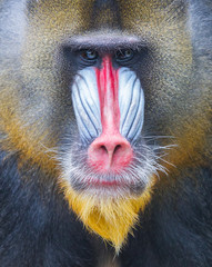 Portrait of the adult mandrill