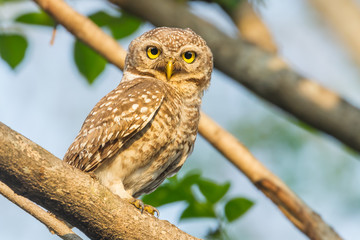 Spotted owlet  in nature stair at us