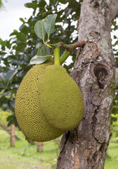 jack fruits
