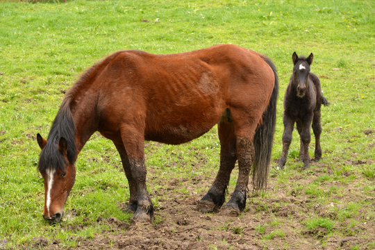 caballo y potro pastando en un prado de hierba verde en verano