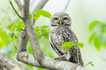 Spotted owlet( Athene brama) stair at us in nature