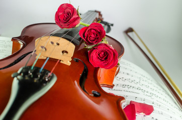 Closeup photo of violin and roses
