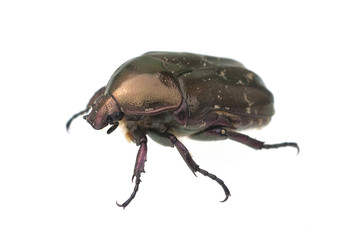Rosenkaefer; Cetonia; aurata;