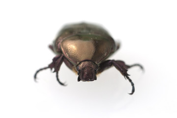 Rosenkaefer; Cetonia; aurata;