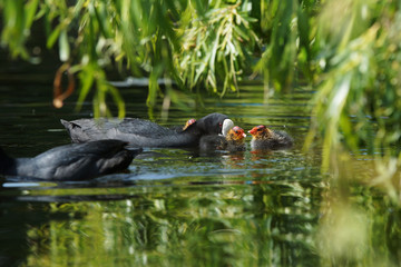 Eurasian Coot, Coot, Fulica atra
