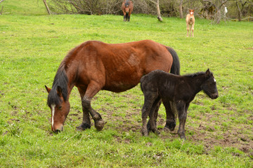 Fototapeta premium caballo marron y potro negro pastando en el campo