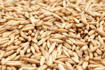closeup of multitude of oat grains