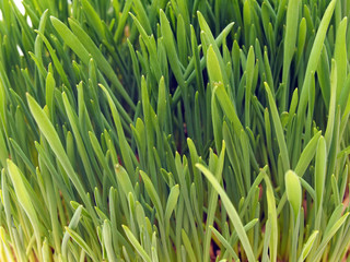 Fototapeta na wymiar green sprouts of oat
