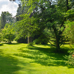 beautiful clearing