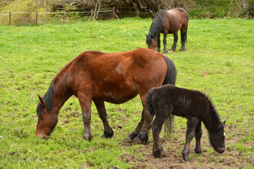 caballos y crias en un prado de hierba verde en verano