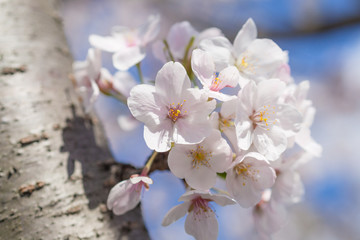 Sakura flower