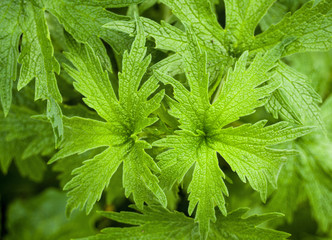 green leaf background