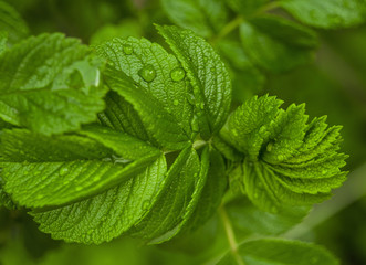 green leaf background